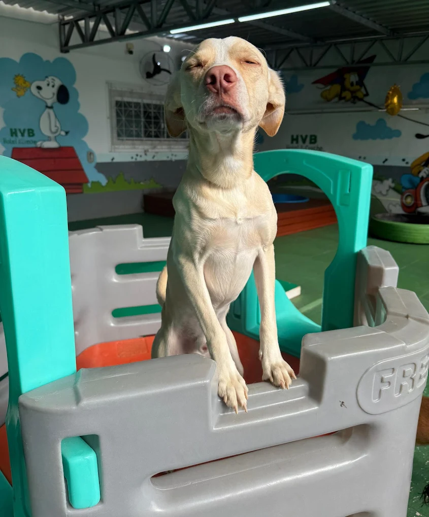 Hotel para cães no HVB
